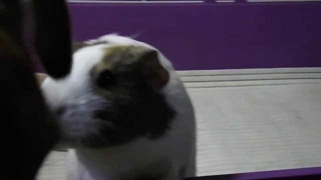 Морская свинка смотреть онлайн