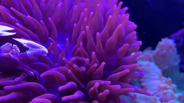 Neopetrolisthes oshimai crab смотреть онлайн