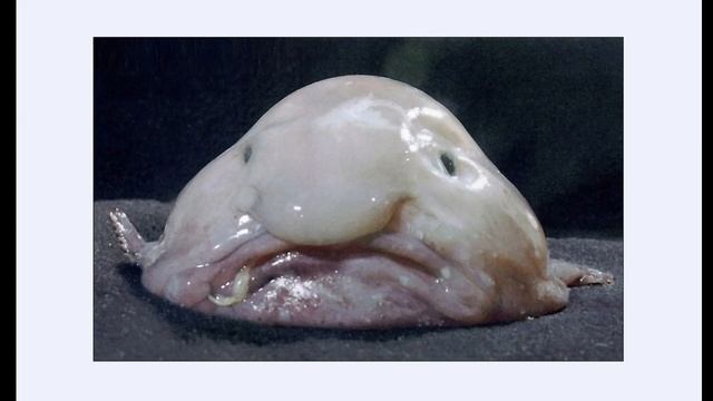 необычные рыбы/unusual fish смотреть онлайн