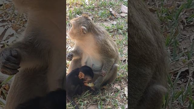 #MonkeyFunny #обезьянка, новорожденная, так люблю смотреть онлайн