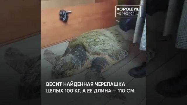 Огромную черепаху спасли в Анапе смотреть онлайн