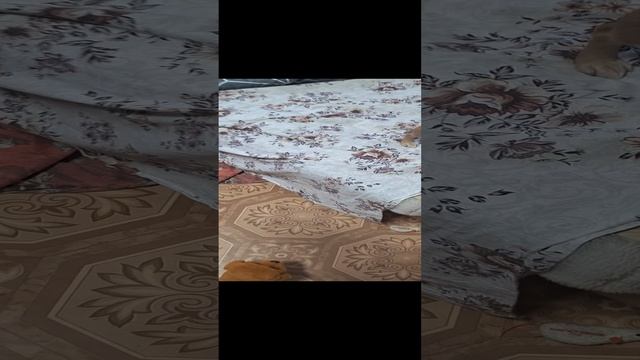 играю с собакой смотреть онлайн