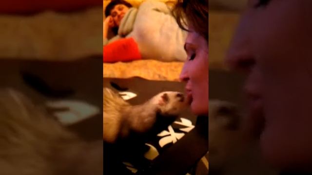 видео сделано моей гостьей - Савчук Ириной. Мой домашний зверек смотреть онлайн