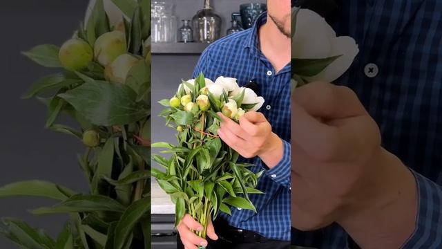 ❓ЧТО ДЕЛАТЬ, если бутон пиона никак не раскрывается? #пионы #бутонпиона смотреть онлайн