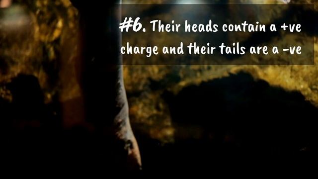 11 (New) Electric Eel Facts You Didn't Know [Must Check #9] смотреть онлайн