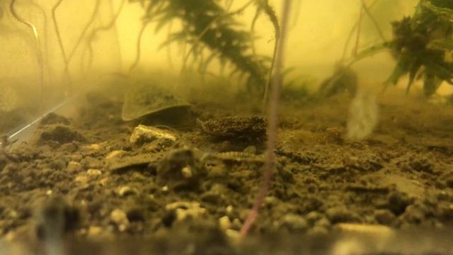 Lepidurus apus Lubbocki смотреть онлайн