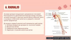артерии верхней конечности для не очень соображающих