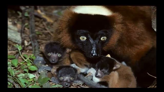 ЛЕМУР ВАРИ смотреть онлайн