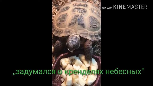 Кто? Черепаха по имени кто? смотреть онлайн