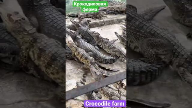 Крокодилы испугались меня. смотреть онлайн