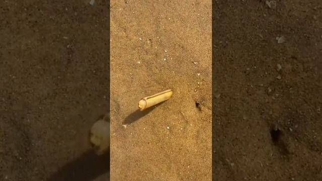 Крым Морской черенок он же чертов палец, он же ногти русалки смотреть онлайн