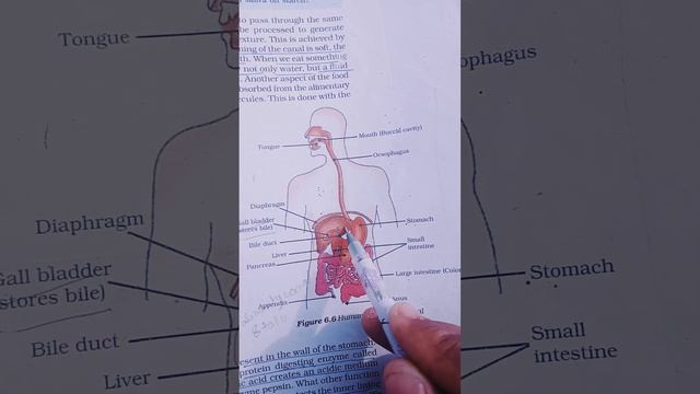 Gall Bladder (Biology Topics