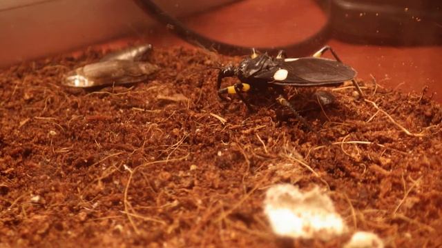 Platymeris Biguttatus