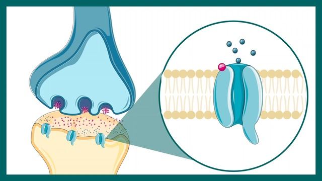 Ionotropic and Metabotropic receptors | Ionotropic receptors | Metabotropic receptors смотреть онлайн