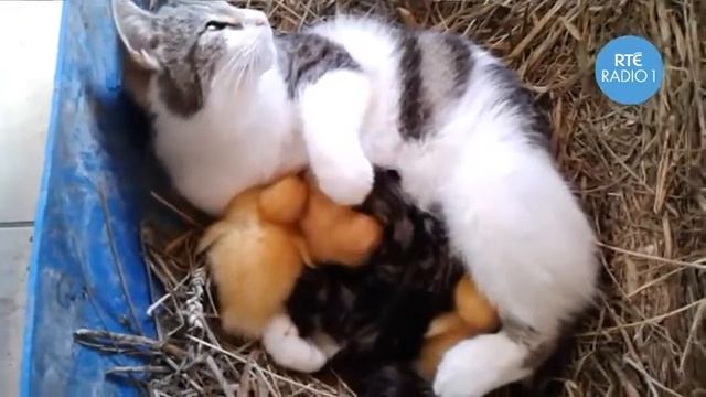 кошка и утята