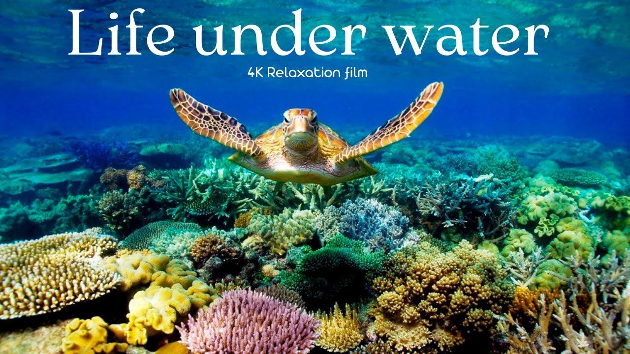 Underwater carefree world with soothing music - 4K - Relaxation Film With Calming Music смотреть онлайн