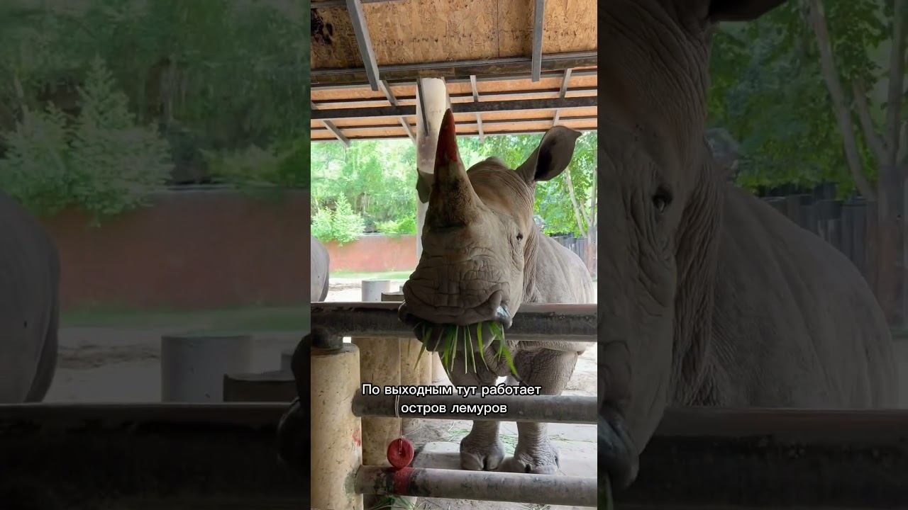 Зоопарк в Паттайе #тайланд #паттая #кхаокхео #зоопарк #путешествие смотреть онлайн