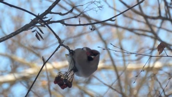 Bohemian waxwing / Амялушка / Свиристель