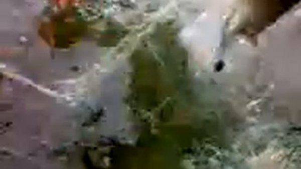 спасение рыбы на пруду