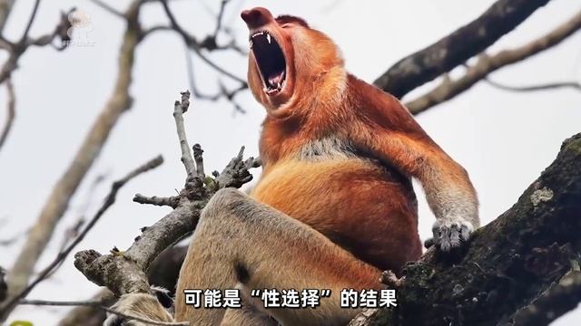 一个长相酷似章鱼哥的猴子，它的鼻子为何如此大？ смотреть онлайн