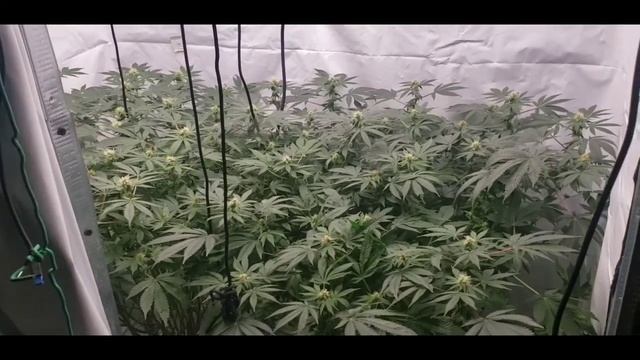 MarsHydro Fc3000 grow journal/wk 4 flower dosi breath×2/autopots fabric xl смотреть онлайн