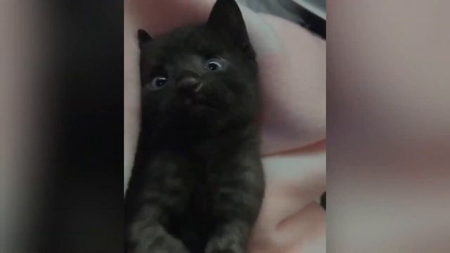 Two Kittens Were Found in Front of a House смотреть онлайн