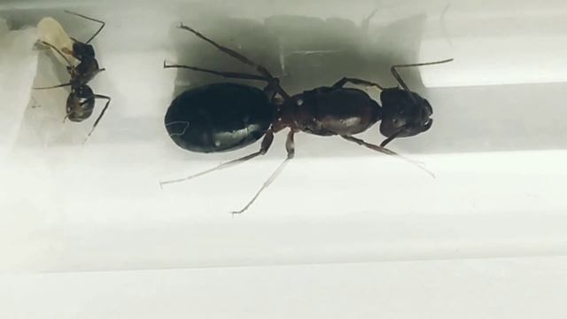 Кампонотус Туркестаникус (Camponotus turkestanicus). Экзотический вид муравьев. Муравьи дома. смотреть онлайн