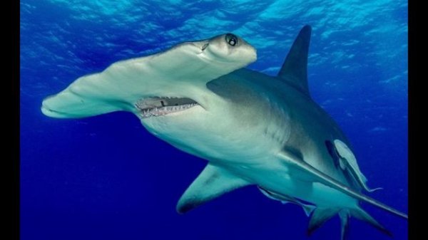 Акулы-3