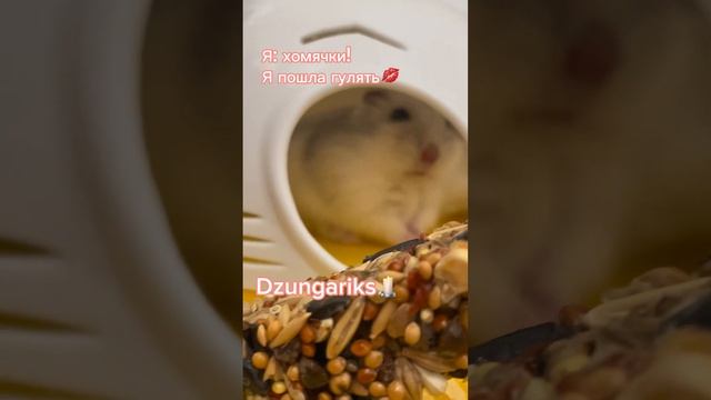 Вся правда про хомячков😅🐹 #грызуны #хомячки #джунгарики #edit #шортс смотреть онлайн