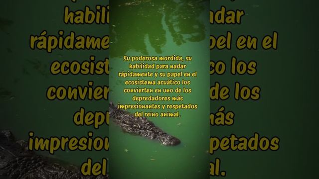 Descubre el fascinante mundo de los cocodrilos смотреть онлайн