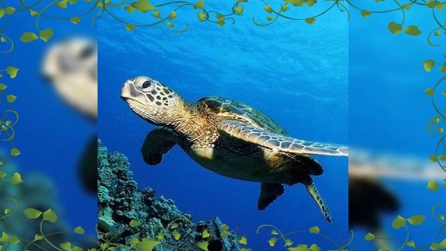 23 мая День черепахи. Песня. смотреть онлайн