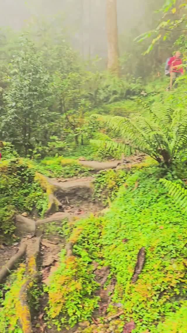 Рододендроновый лес в Непале #непал #travel #природа смотреть онлайн