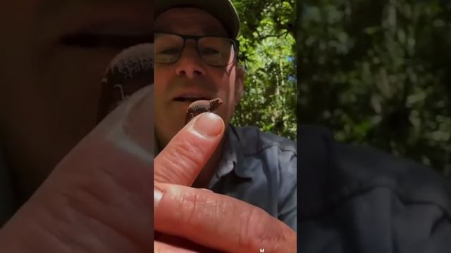 Самый маленький Хамелеон в Мире смотреть онлайн