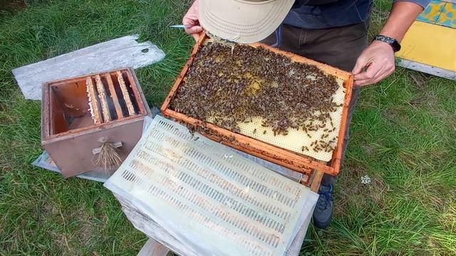 Теперь матка червит в нижнем корпусе, печатный расплод. смотреть онлайн