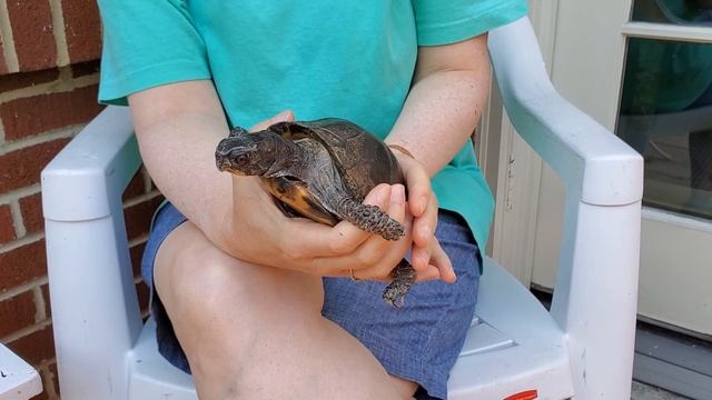 Turtles (book and visit with a real turtle) смотреть онлайн