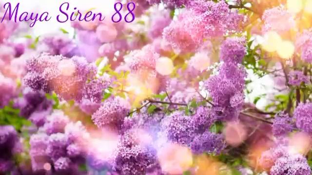 Настя Кош Мы Дельфины | С Днем Рождения Тебя Maya Siren 88 | смотреть онлайн
