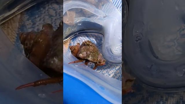 Краб в ракушке смотреть онлайн