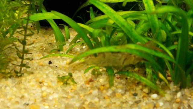 Макробрахиум в общем аквариуме смотреть онлайн