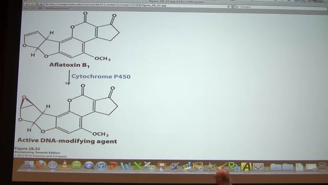 #43 Biochemistry DNA Replication III Lecture For Kevin Ahern's BB 451/551
