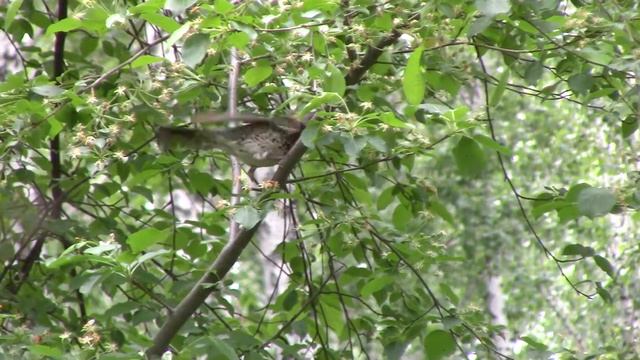 Дрозд-рябинник. смотреть онлайн
