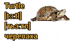 How to Pronounce turtle in English