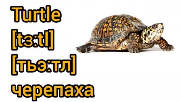 How to Pronounce turtle in English