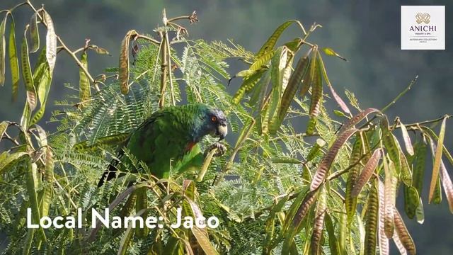 Caribbean Endemic Bird Festival 2019: Red-Necked Parrot смотреть онлайн