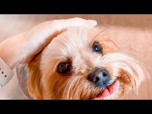 VLOG Отстригли Жене хвостик! 10-11.06.22