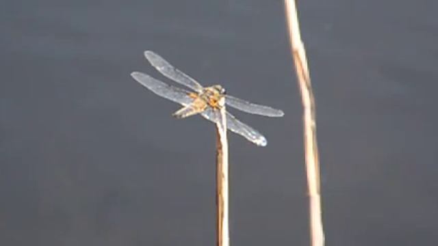 DSC 6273 смотреть онлайн