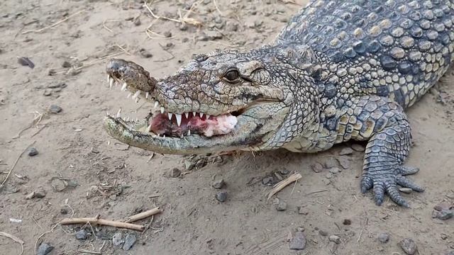 Варвара на природе смотреть онлайн
