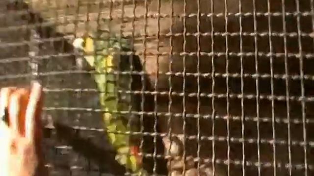 Pametni papagaji - Smart Parrots - Taormina Sicilija смотреть онлайн