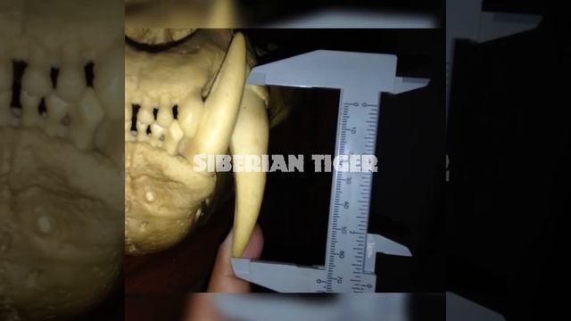 Siberian Tiger skull and Atrox panthera смотреть онлайн
