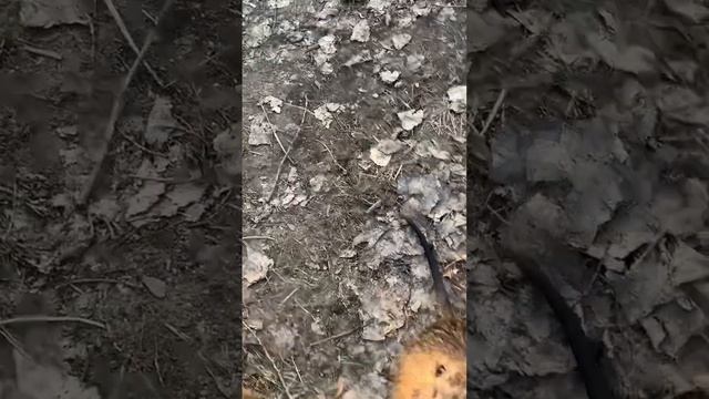 Бобры готовятся кушать капусту смотреть онлайн