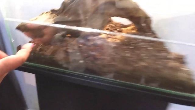 ОДИН ДЕНЬ из моей жизни МИР ПАУКОВ 🕷️🕸️ смотреть онлайн
